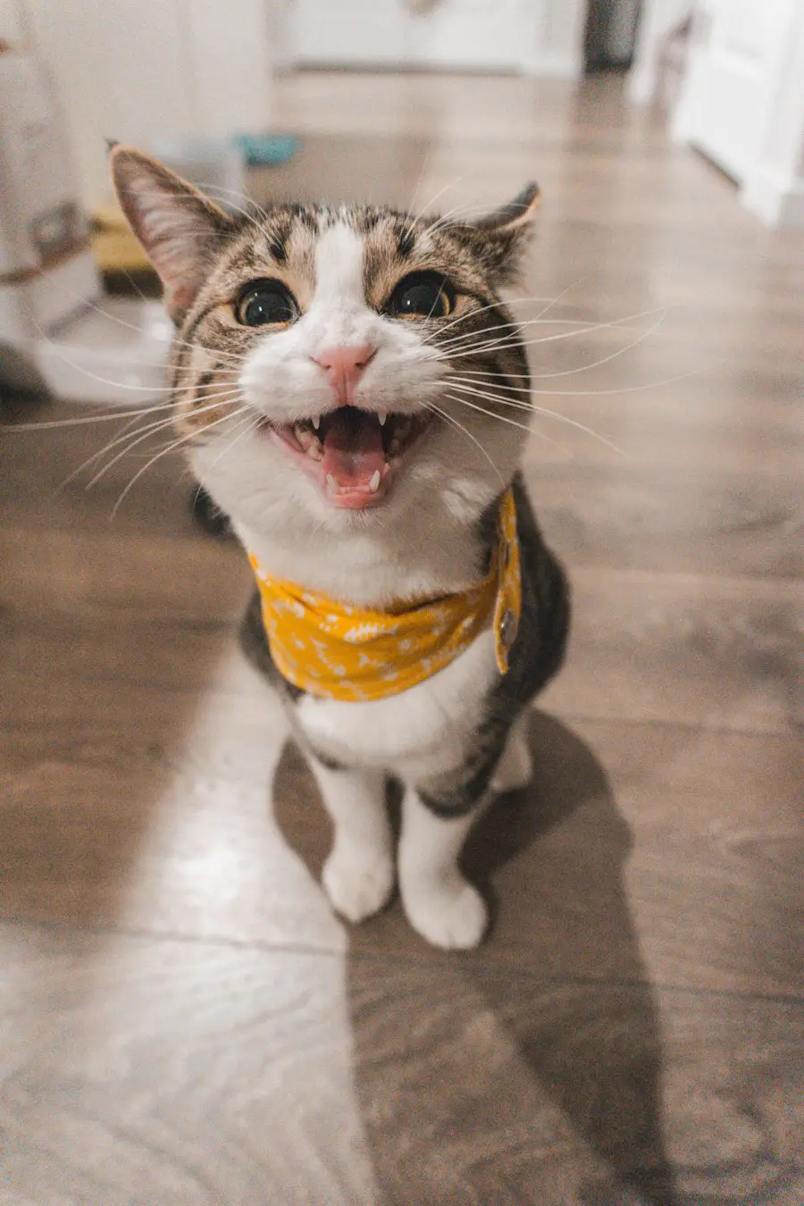 Mochi, 3-year-old cat